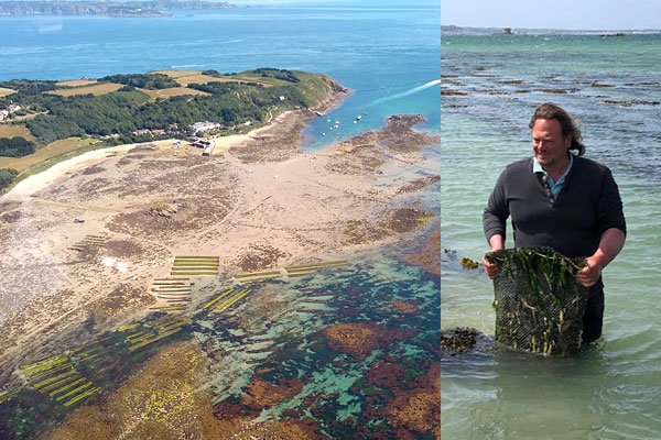 Herm and Guernsey oysters.